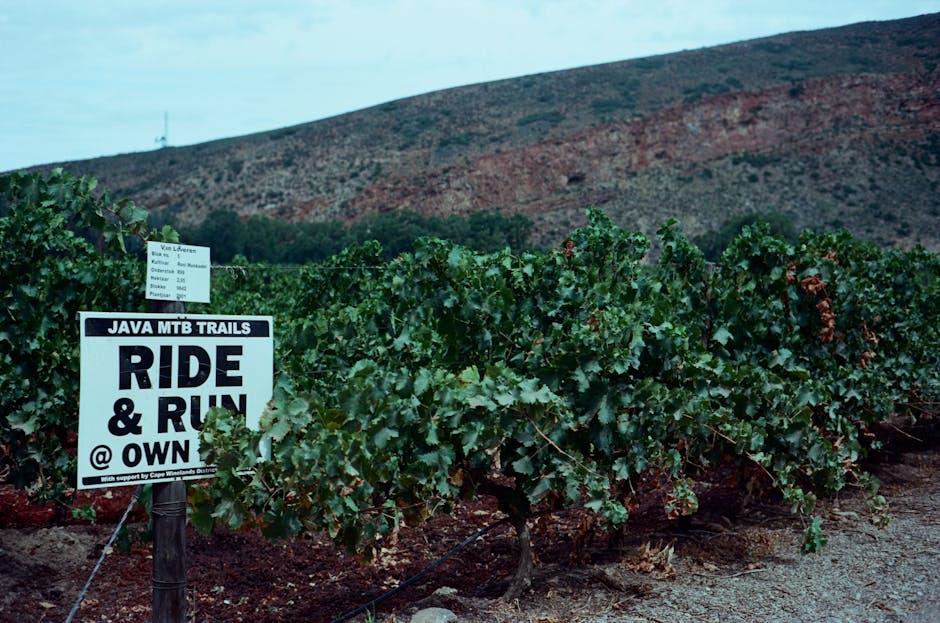 Wine Trails: Exploring Tuscany's Vineyards