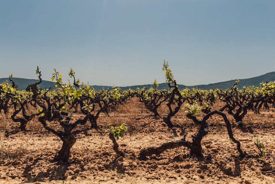 Grape Varieties That Define Regional Wines