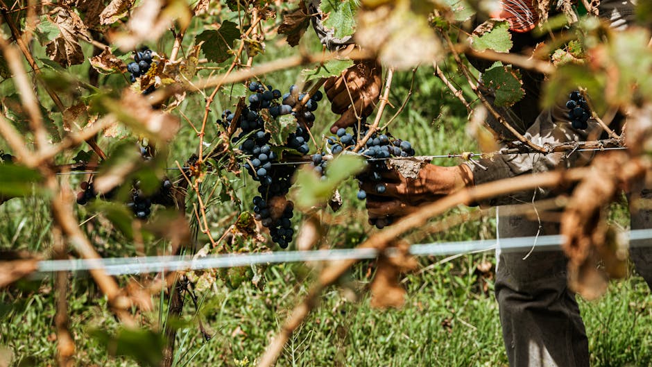 The Rise of Organic Grape Cultivation