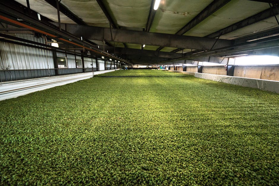 Transforming Ingredients Through Fermentation