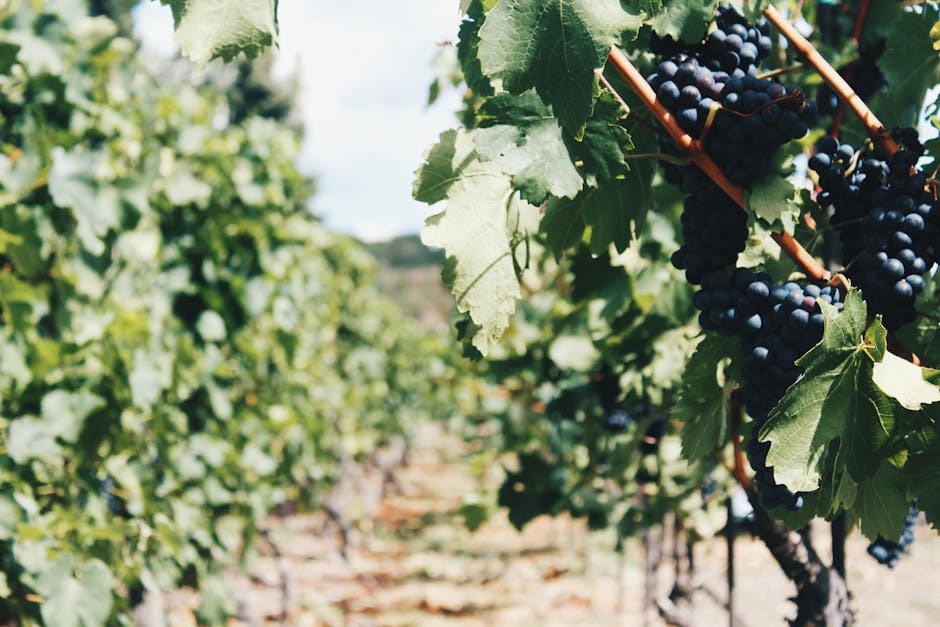 Hidden Gems in France's Wine Country