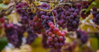 The Rise of Organic Grape Cultivation
