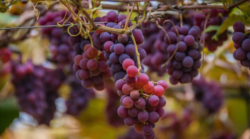 The Rise of Organic Grape Cultivation