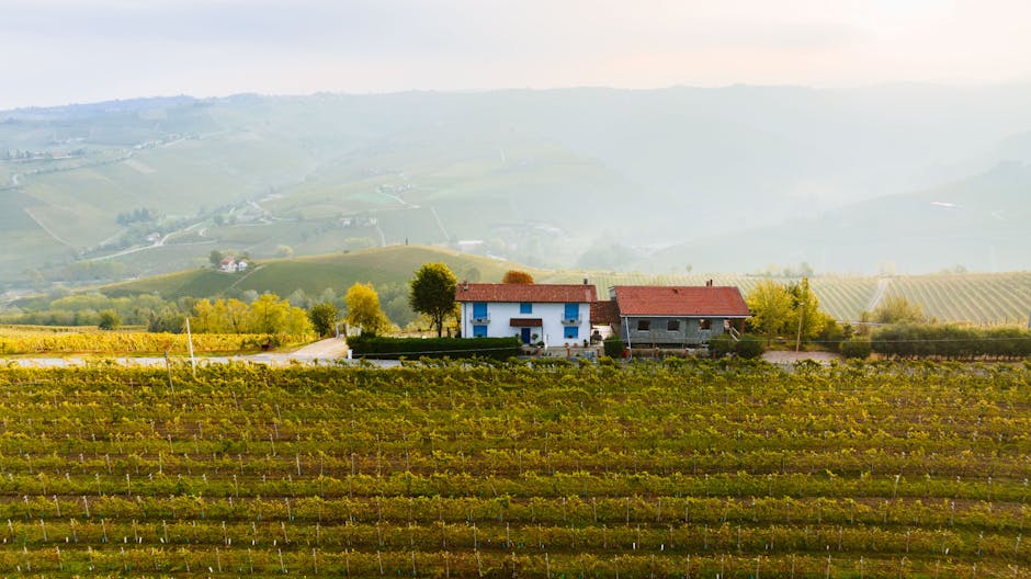 Grape Varieties That Define Regional Wines