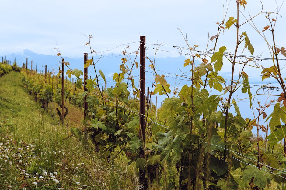 Grape Varieties That Define Regional Wines