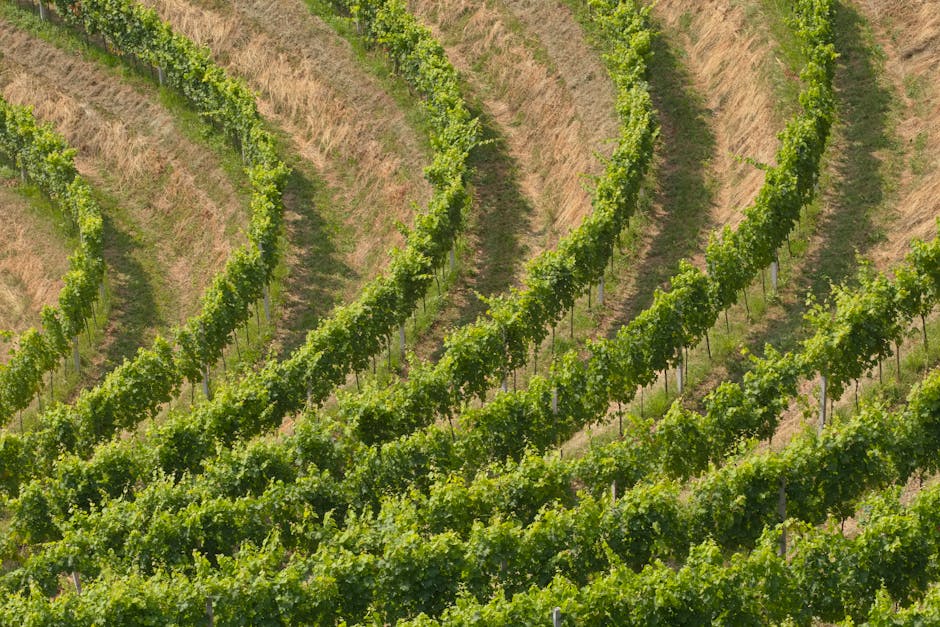 The Rise of Organic Grape Cultivation