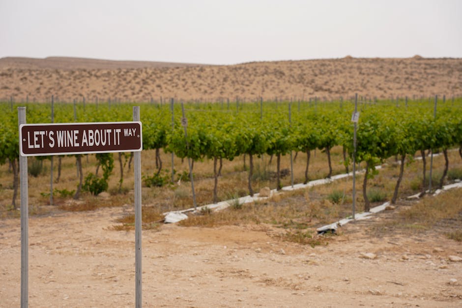 Wine Trails: Exploring Tuscany's Vineyards