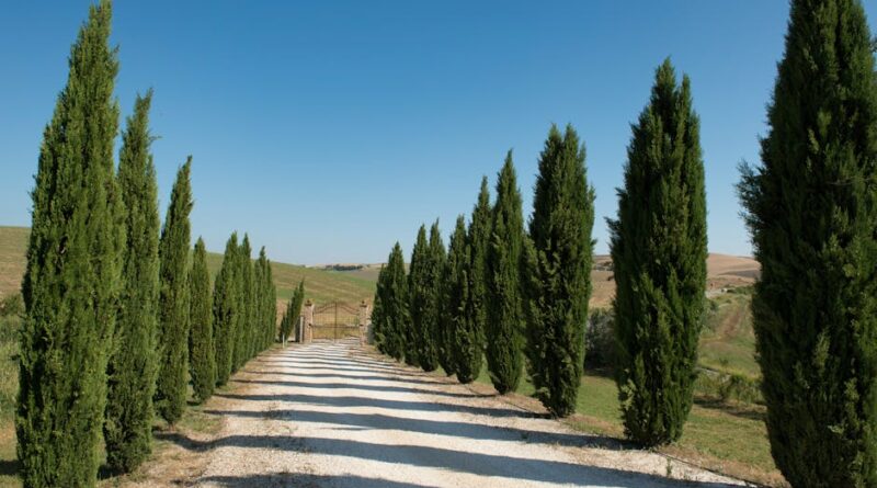 Wine Trails: Exploring Tuscany's Vineyards