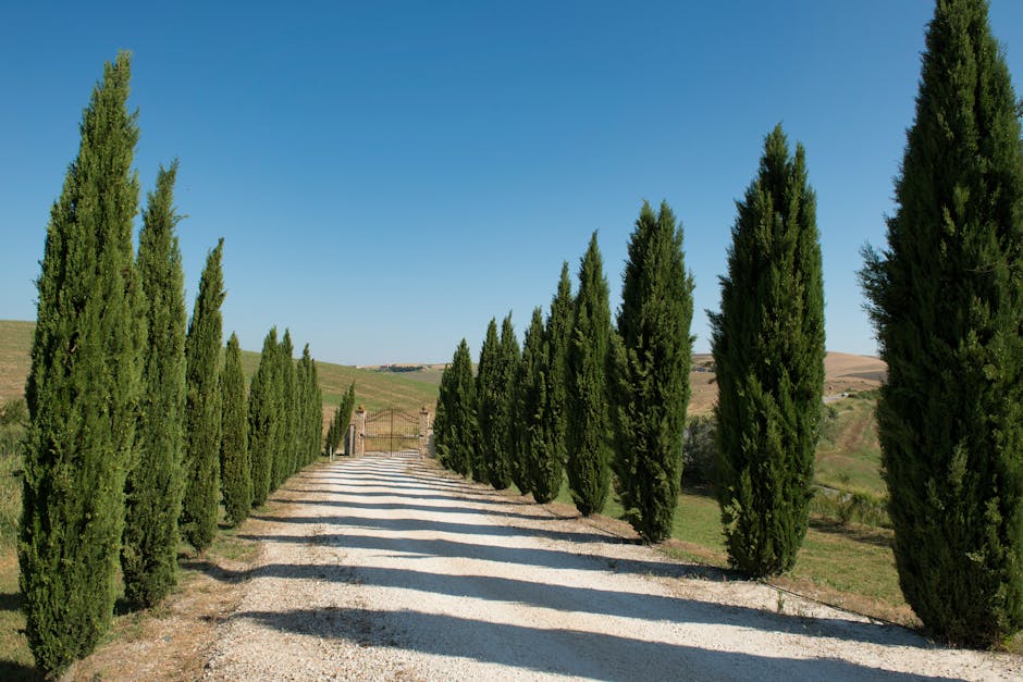 Wine Trails: Exploring Tuscany’s Vineyards