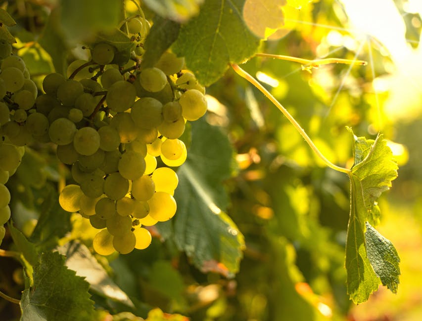 The Rise of Organic Grape Cultivation