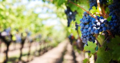 Top 10 Grapes Every Winemaker Should Know