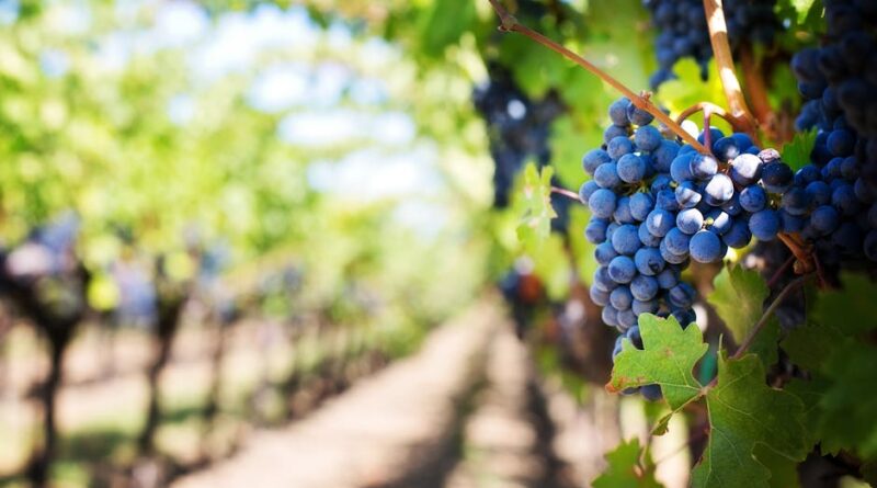 Top 10 Grapes Every Winemaker Should Know