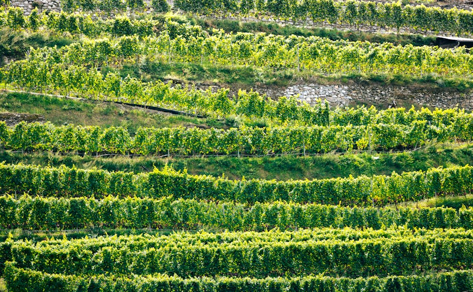 Wine Regions That Celebrate Sustainability